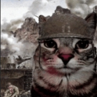 war cat Discord sticker