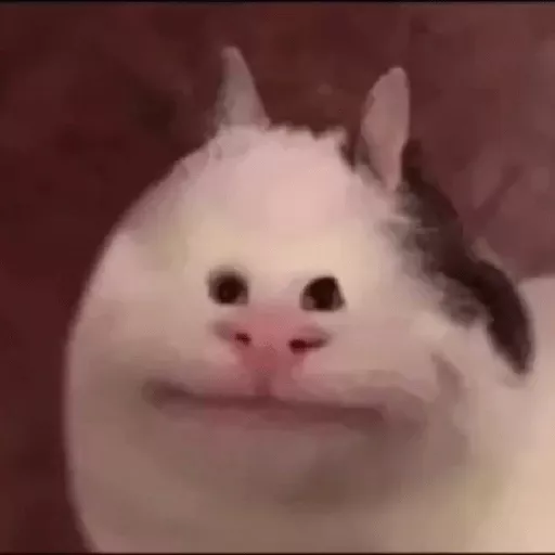 Weird Cat Discord sticker