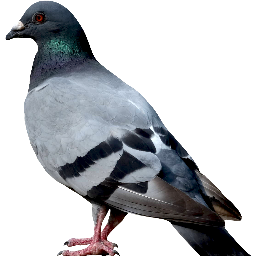pigeon Discord sticker