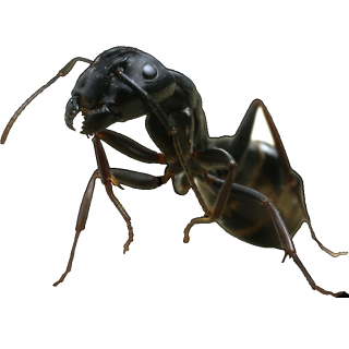 majorflex Discord sticker