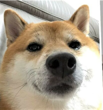 shambe Discord sticker
