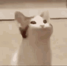 Cat Pop Discord sticker