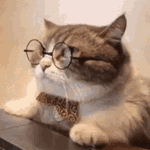 cat working Discord sticker