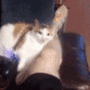 cat bite Discord sticker