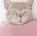 Cat Sleepy Discord sticker