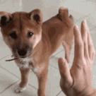 Dog high five Discord sticker