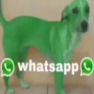 whatsappdog Discord sticker