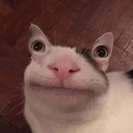 Weird Cat 2 Discord sticker