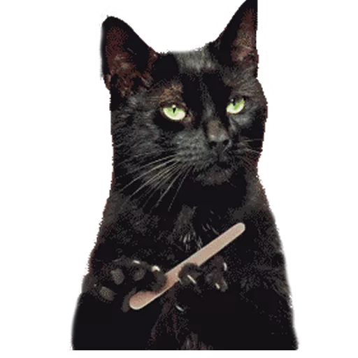 CatPensive Discord sticker