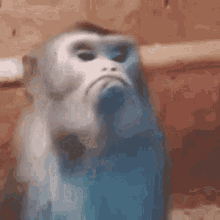 Monkey Excuse me Discord sticker