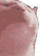 cat disco Discord sticker