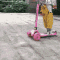 Dog on a scooter Discord sticker
