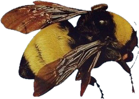 bee gg/tyler Discord sticker