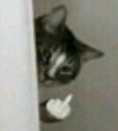 Cat F U Discord sticker