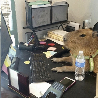 Computer Capybara