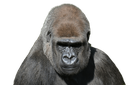 Gorilla