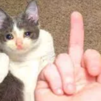 cat fu Discord sticker