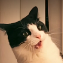 cat shock Discord sticker