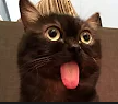 silly kitty Discord sticker