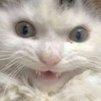 happy kitty Discord sticker