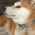 DogeWeirdSlow Discord sticker