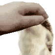 pat peje Discord sticker