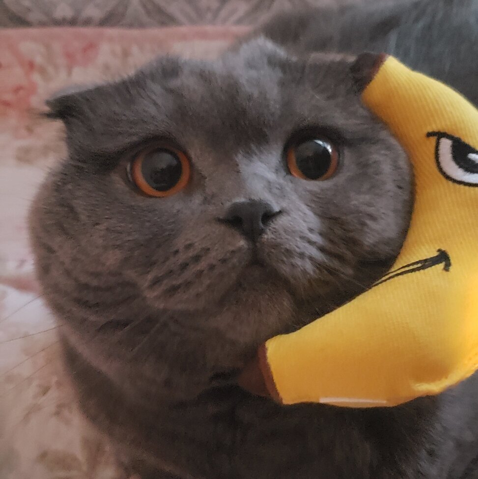 cat banana Discord sticker