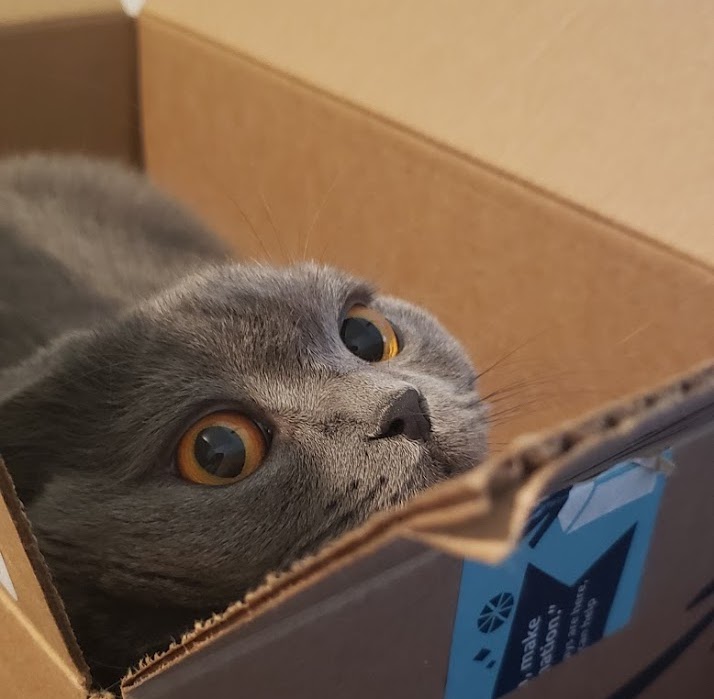 box cat Discord sticker