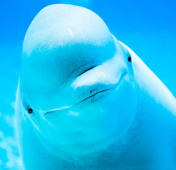beluga