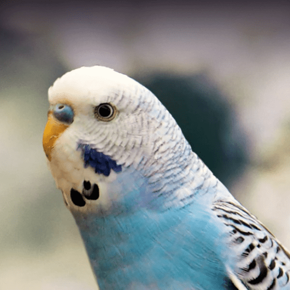 Grandmother's Budgie Discord sticker