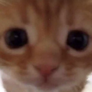 EE_CatStare Discord sticker