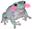 Frog Discord sticker