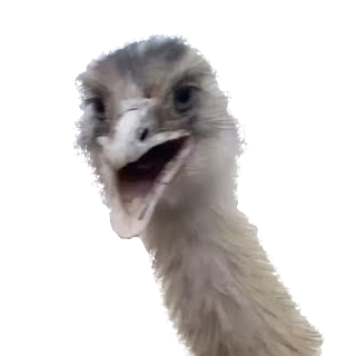 Struisvogel Discord sticker