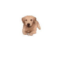 Doggo Discord sticker