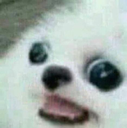 Perrito Boludito Discord sticker