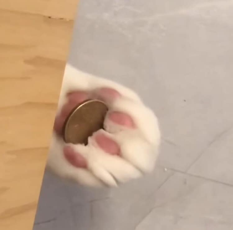 cat coin Discord sticker