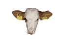 Brown Cow Face Discord sticker