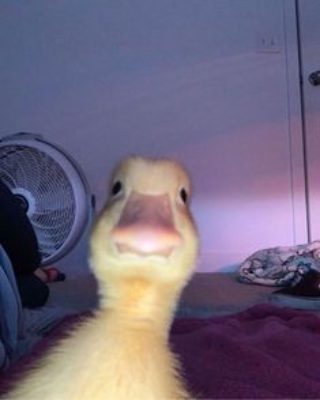 duck lurk Discord sticker
