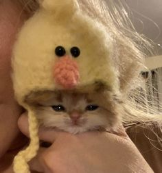 kitty with a ducky hat Discord sticker