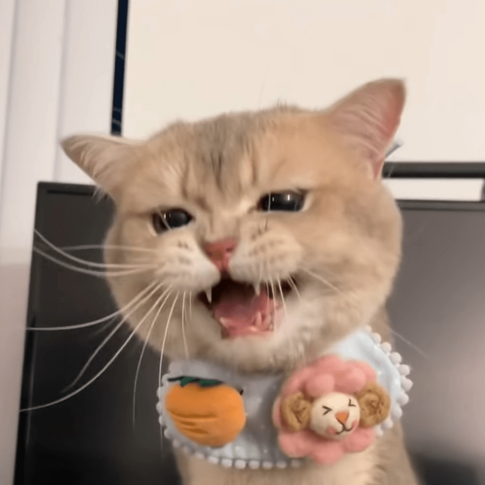 cashcat Discord sticker