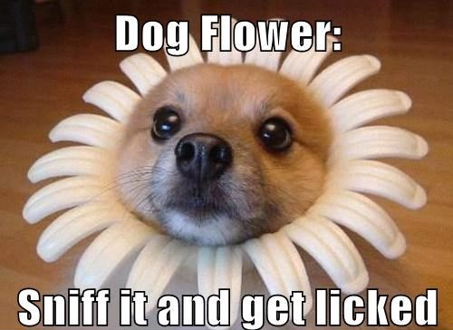Wholesome: Flower Doggo Discord sticker