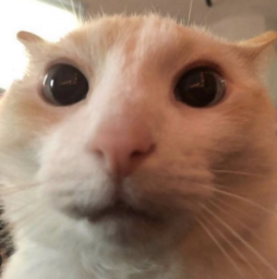 wtf Discord sticker
