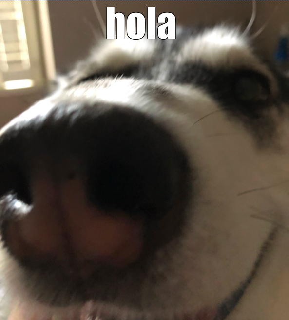 snootboop Discord sticker