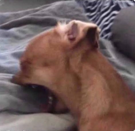 Screaming Chihuahua Discord sticker
