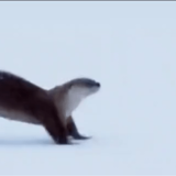 Otter Slide Discord sticker