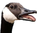 copeland Discord sticker