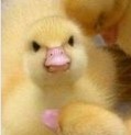 angy ducky Discord sticker