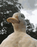 duck hat Discord sticker