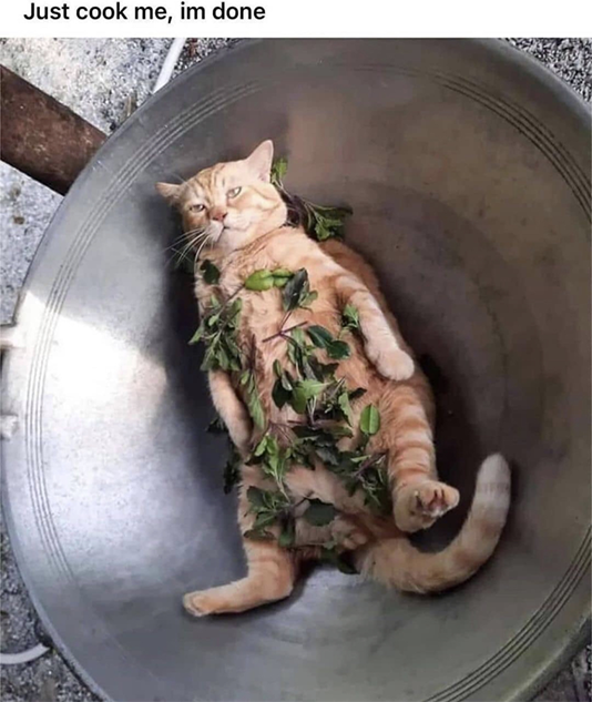 Cook Me I'm Done 1 Discord sticker