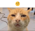 Ayo?? Discord sticker